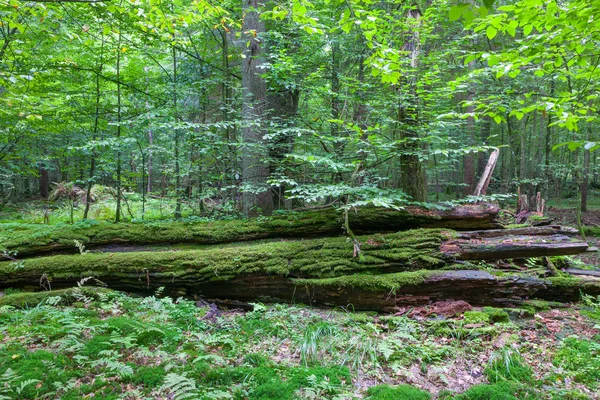 Fresh Deciduous Stand Summer Dead Broken Oak Foreground Moss Wrapped — стоковое фото