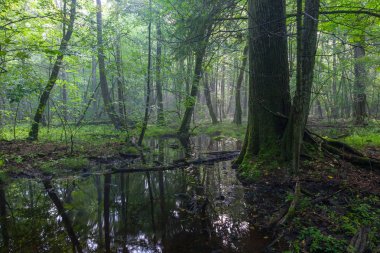 Yaz mevsimi gündoğumu ıslak yaprak döken tezgahta ön planda yaşlı meşe ağacı ve durgun su, Bialowieza Forst, Polonya, Avrupa