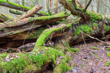 Eski meşe ağacının yalan kırık ve eski doğal yaprak döken Güz, Bialowieza orman, Polonya, Avrupa'nın standı