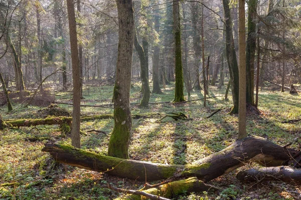 Primavera Velha Floresta Natural Com Tronco Árvore Morta Primeiro Plano — Fotografia de Stock