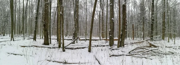 Złamane Gałęzie Leżące Burzy Śnieżnej Objęte Świeżego Śniegu Panorama Puszcza — Zdjęcie stockowe