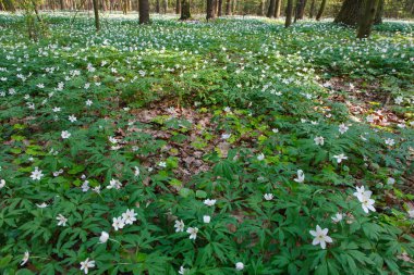 Bahar zamanı rüzgâr çiçekleri yaprak döken ormanlarda, Avrupa ılıman ormanlarında, Bialowieza, Polonya, Avrupa