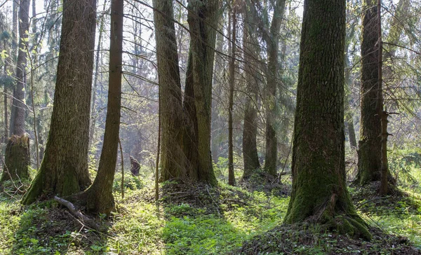 Frühling Naturwald Mit Frischen Grünen Hosen Herum Bialowieza Wald Polen — Stockfoto