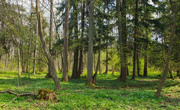 Estande Floresta Mista Fresca Início Sol Primavera Floresta Bialowieza Polônia — Fotografia de Stock
