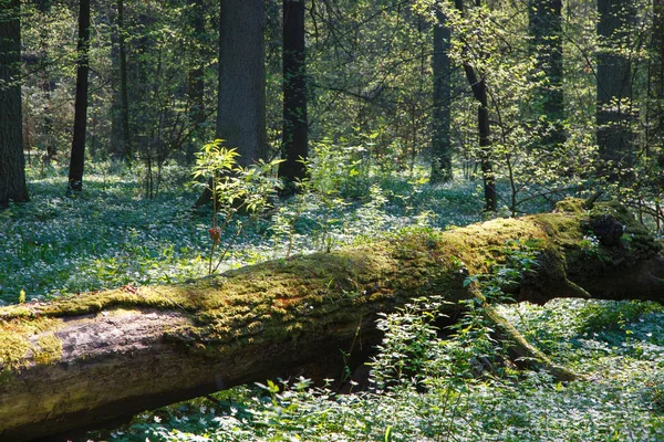 Albero Morto Parzialmente Declinato Tra Anemone Famiglia Buttercap Foresta Bialowieza Immagini Stock Royalty Free