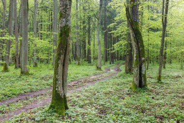 Taze yeşil bahar orman kapısı zemin yol
