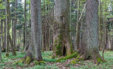 Üç yaşlı ağaçların bahar