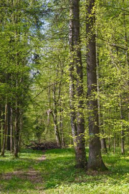Bahar ormanının dar yol