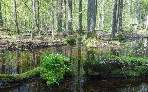 Zonnige dag lente bladverliezende stand — Stockfoto