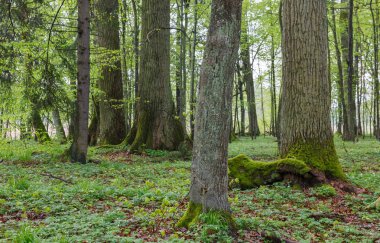 Eski anıtsal meşe ağaçları