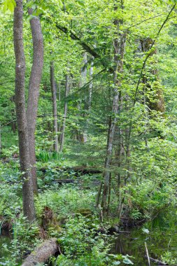 Bataklık ormanda doğal: Bahar
