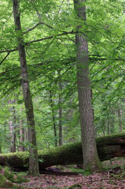 Büyük yaşlı meşe ve ölü ahşap
