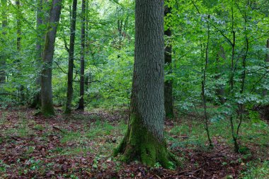 Sabah yaprak döken standı