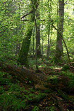 Yalan dev ölü yosun