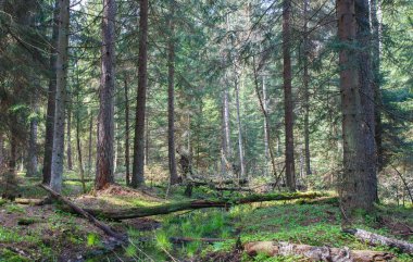 İlkbahar sabah akışında küçük orman