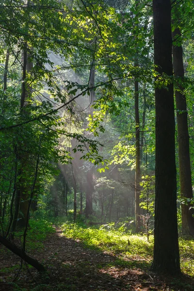 Misty forest in morning — Stock Photo, Image