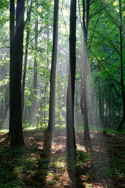 雾蒙蒙的年轻森林在早晨 — 图库照片