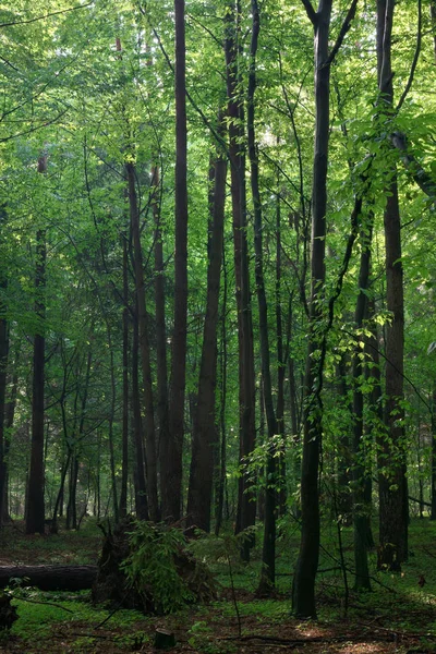 Dimmigt unga skogen i morgon — Stockfoto