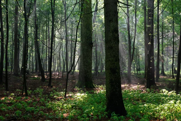 Vieille forêt naturelle à l'aube juste pluie après — Photo