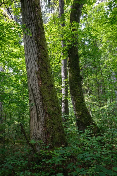 Antiguo bosque natural en la mañana de verano Imagen de archivo