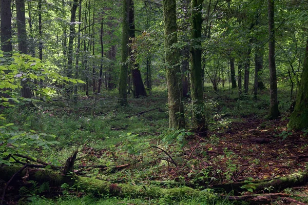 Senvåren våtmark med trasiga ek stammen liggande — Stockfoto