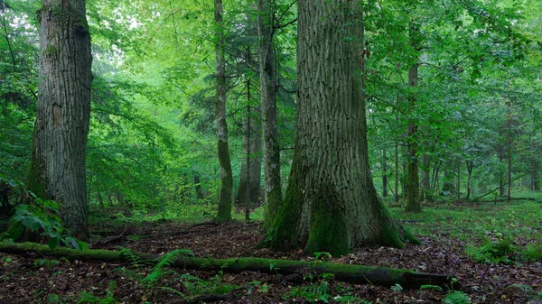 Två gamla eken delvis moss insvept — Stockfoto