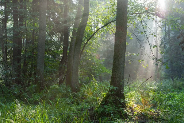 Misty forest in morning