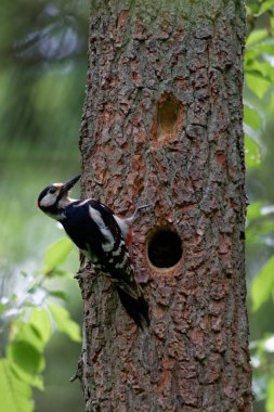Büyük benekli ağaçkakan (Dendrocopos büyük) erkek sonraki yavru içinde Bialowieza orman, Polonya, Europe ile içi boş için