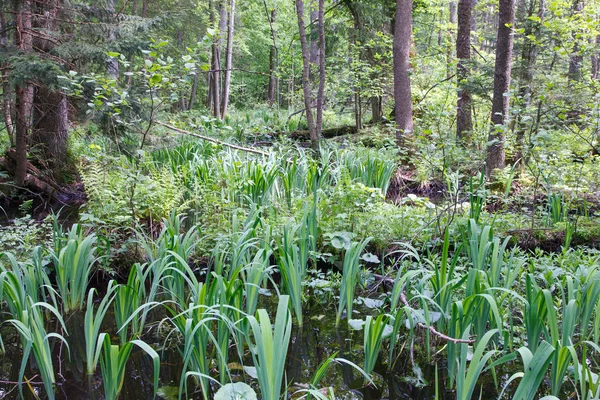 Naturalny Las Bagnistych Wiosną Tataraku Bagna Roślina Puszcza Białowieska Polska — Zdjęcie stockowe