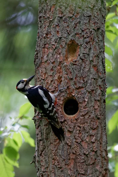 Grande Picchio Maculato Dendrocopos Major Maschio Accanto Alla Cavità Con — Foto Stock