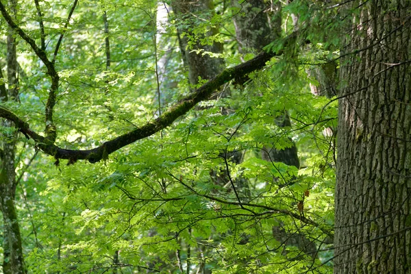 Alte Bäume Frühlingswald Bialowieza Wald Polen Europa — Stockfoto