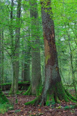 Atumnal manzara kırılmış ağaçlar yalan, Bialowieza orman, Polonya, Europe ile karışık stand