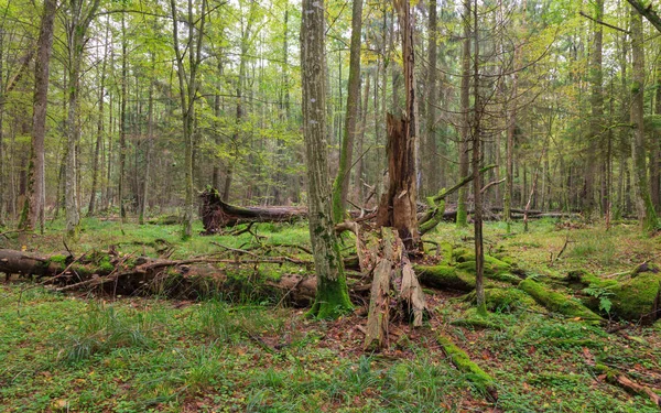 Krajobraz Atumnal Liściaste Stand Świerków Giczoł Starych Dębów Tle Moss — Zdjęcie stockowe