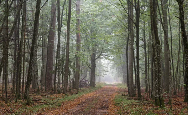 ビャウォヴィエジャ森林 ポーランド ヨーロッパの終わりによって霧秋地上道路 — ストック写真