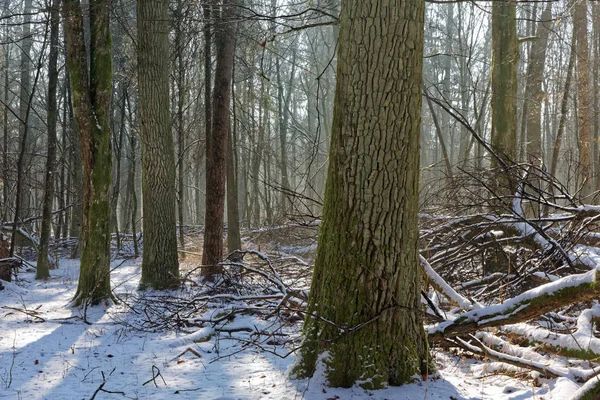 Alte Eichen Von Laub Stehen Sonnigen Wintertagen Bialowieza Wald Polen — Stockfoto