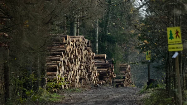 Holzstapel Erdweg Bialowieza Wald Polen Europa — Stockfoto