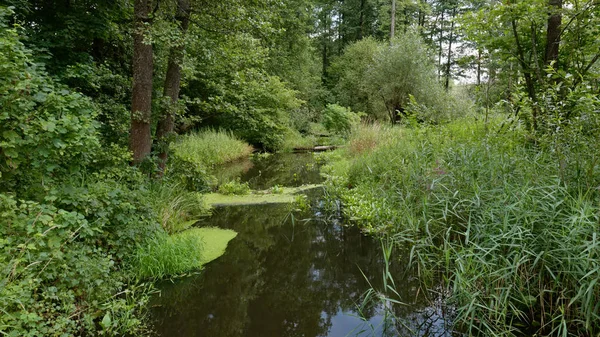 Rivière Lesna Naturelle Été Midi Forêt Balowieza Pologne Europe — Photo