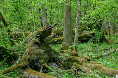 Hornbeams ve oaks yaprak döken standı