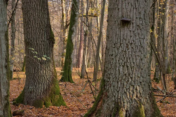 Höstlövträd står med gamla engelska ekar — Stockfoto