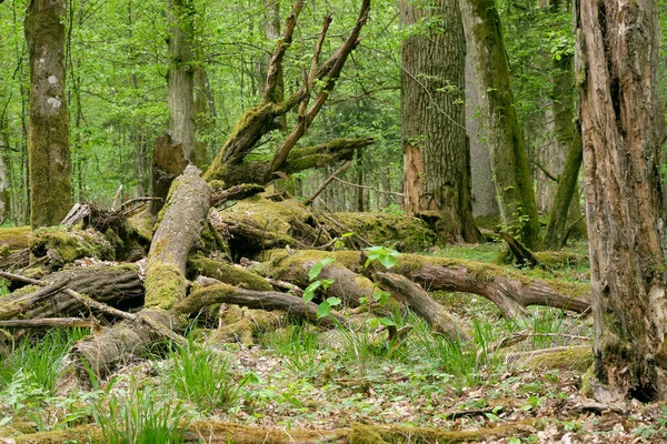 Bladverliezende stand met haagbeuken en eiken — Stockfoto