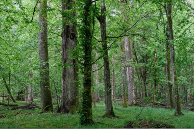 Hornbeams ve oaks yaprak döken standı