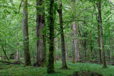 Hornbeams ve oaks yaprak döken standı