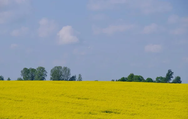 Żółte pole rzepaku z drzewami i krzewami — Zdjęcie stockowe