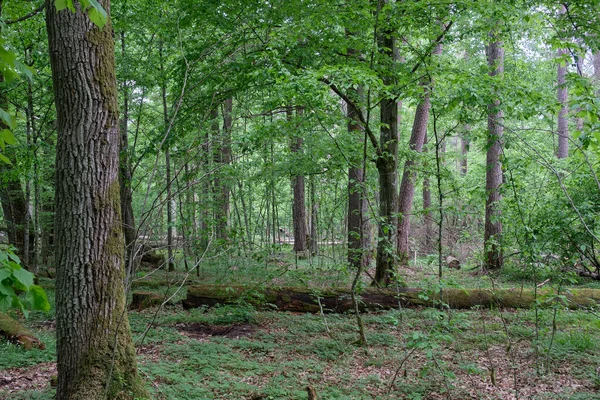 Laubbestände mit Hainbuchen und Eichen — Stockfoto