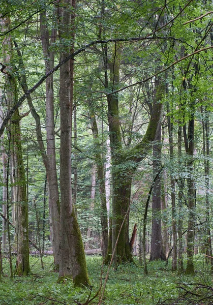 Sommartid lövfällande urskogar Tree Stand — Stockfoto