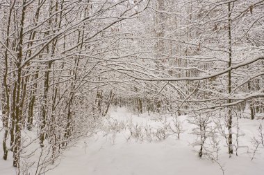 Sonra orman kar yağışı yolundaki