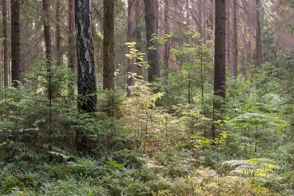 Stand de coníferas del Bosque de Bialowieza al amanecer —  Fotos de Stock