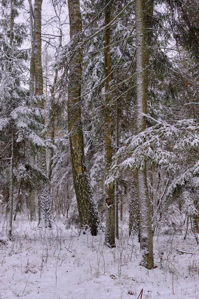 Зимний пейзаж заснеженной смешанной елки — стоковое фото