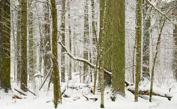 Winterlandschaft mit schneebedecktem Laubwald — Stockfoto