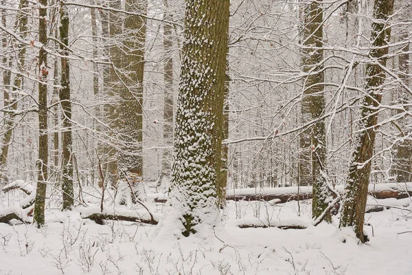 Winterlandschaft mit schneebedecktem Laubwald Stockbild